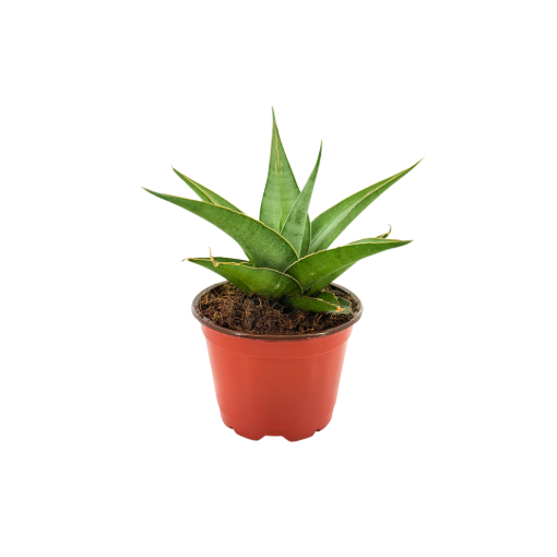 Picture of Sansevieria Tower Grey 4"
