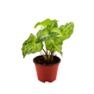 Picture of Syngonium Assortment 4"