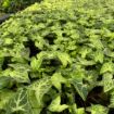 Picture of Syngonium Assortment 4"