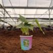 Picture of Syngonium Silver Fox 2"