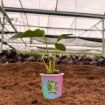 Picture of Anthurium Pink Fairy 2"