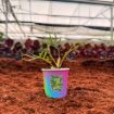 Picture of Philodendron Tortum 2"