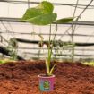 Picture of Monstera Thai Constellation 2"