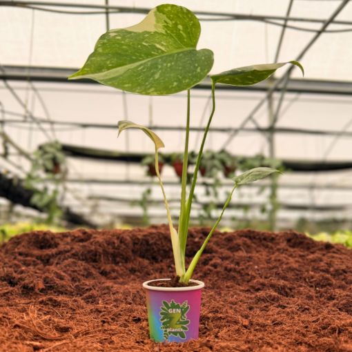 Picture of Monstera Thai Constellation 2"